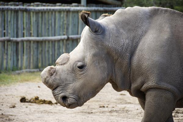 Rhino