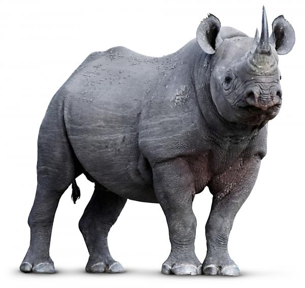 Rhinoceros