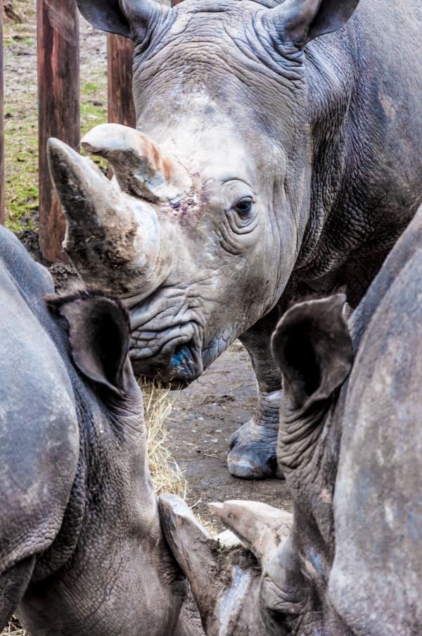Rhinoceros in a zoo
