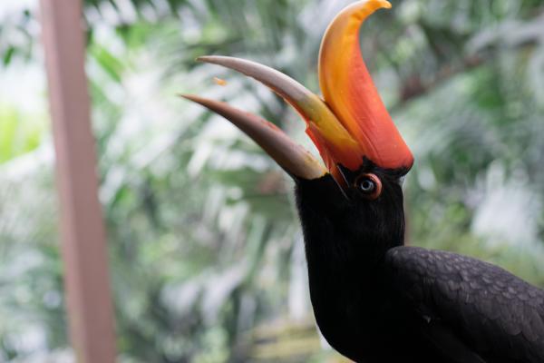 Rhinocerous hornbill
