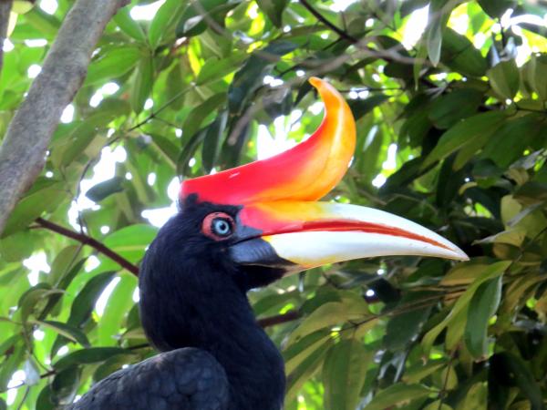 Rhinocerous hornbill bird