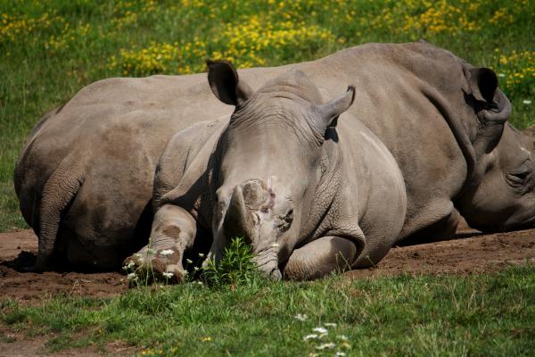 Rhinos