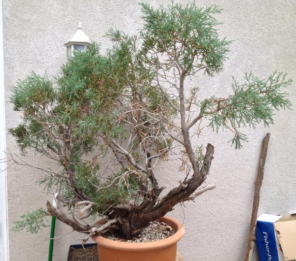 Rhododendron 'Kato' bonsai