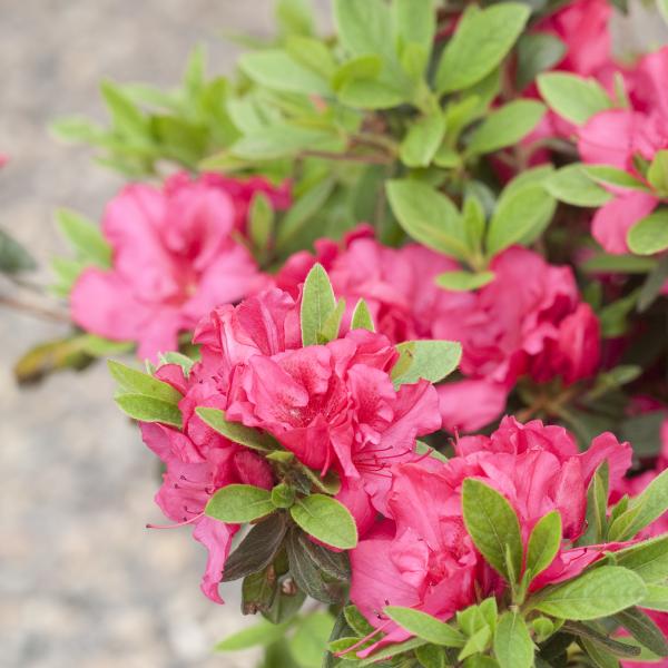 Varigated Rhododendron