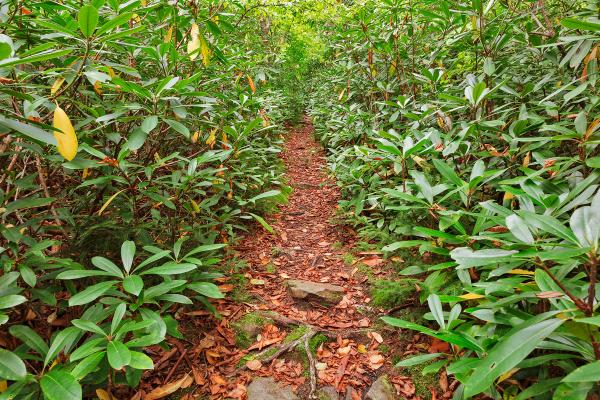 Rhododendron Canopy Trail