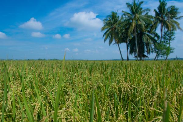 Rice Field
