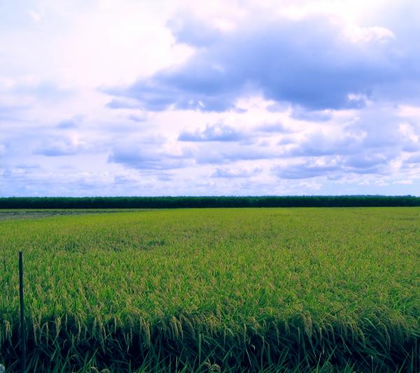 Rice Field