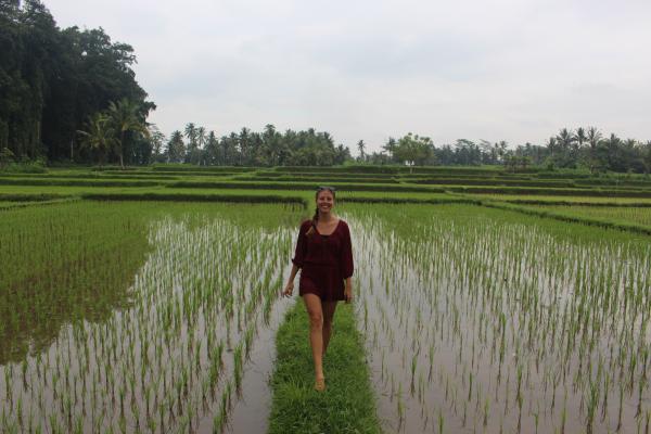 Rice fields