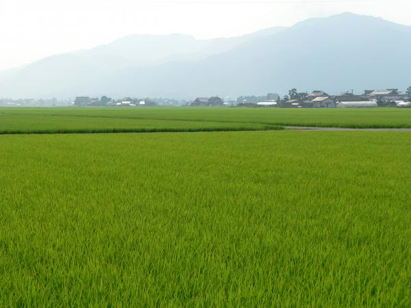 Rice fields in the plains of Hikawa, Shimane prefecture, Japan