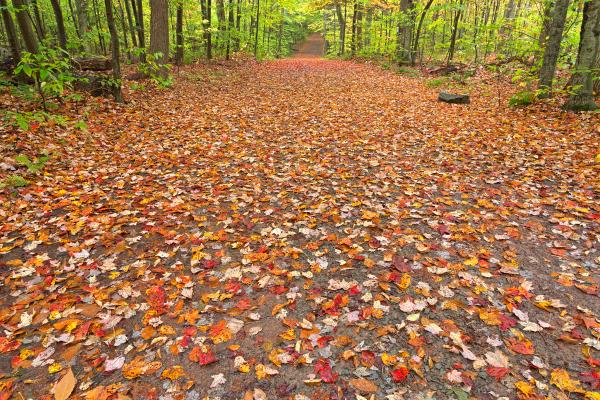 Ricketts Glen Fall Trail - HDR