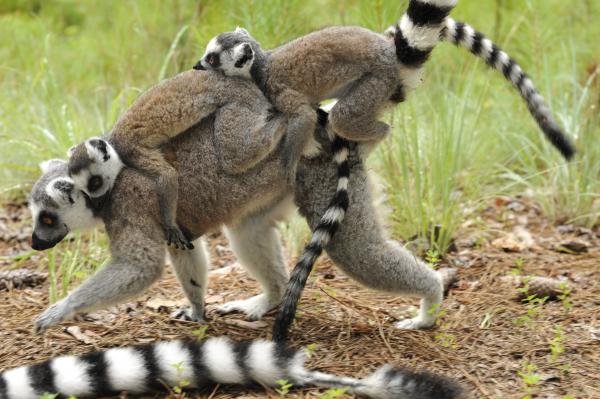 Ring-tailed lemur