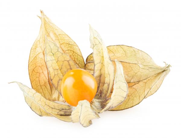 Ripe physalis isolated on white