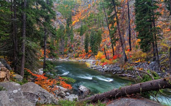 River and trees