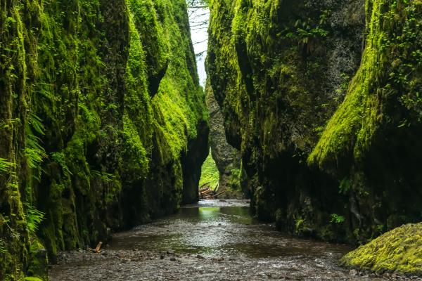 River in Forest