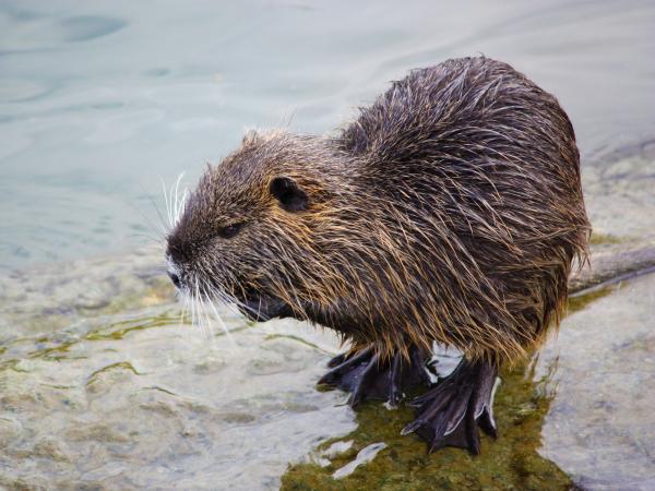 River rat
