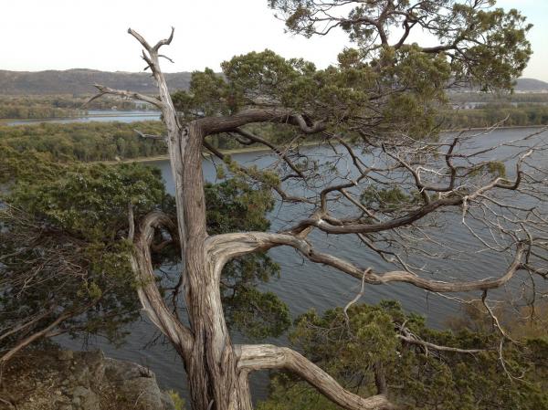 River through Pine tree