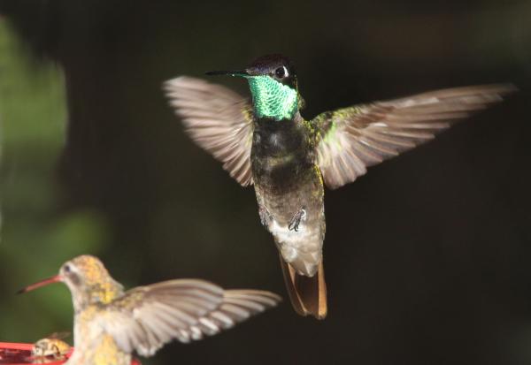 RIVOLI'S HUMMINGBIRD (7-25-11) madera canyon, scc, az -01