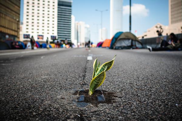 Road and plants