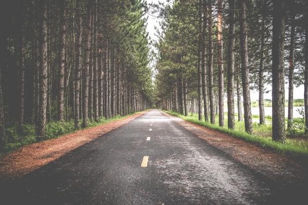 Road between the trees