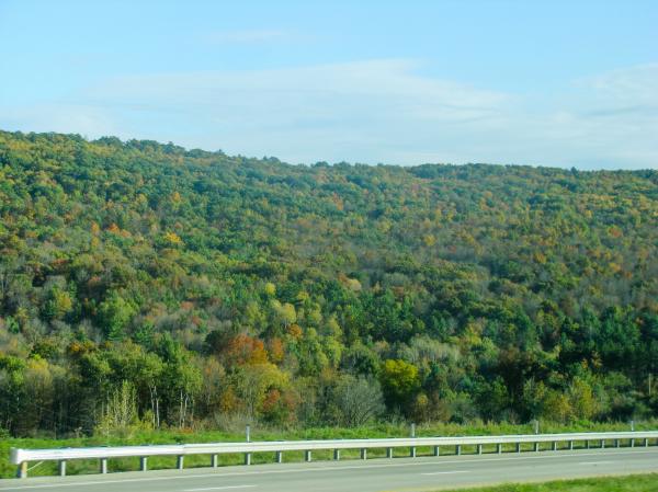 Road by Forested Hill