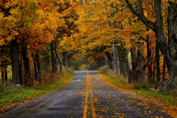 Road in autumn