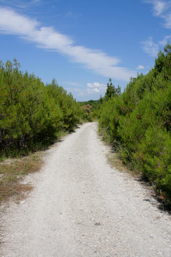 road in the forest
