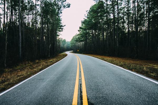 Road In The jungle