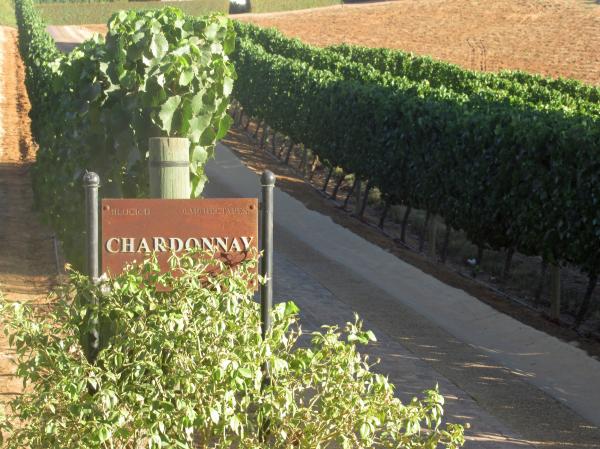 Road in the vineyard