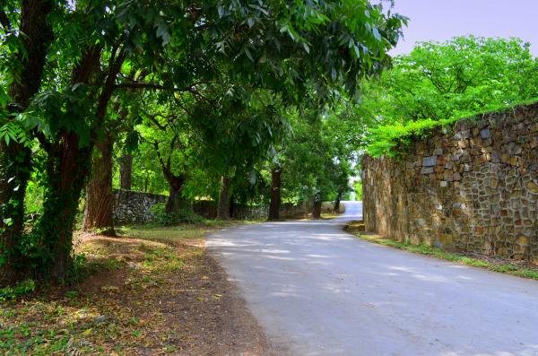 Road in the woods