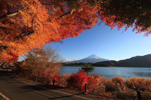Road lake trees