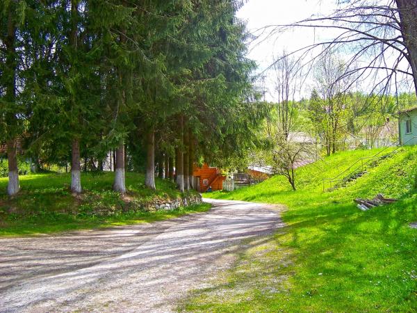 Road near forest