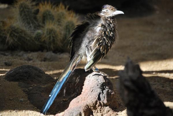 Road Runner