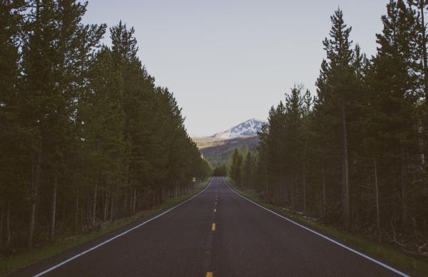 Road through the woods