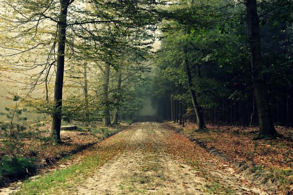 Road to forest