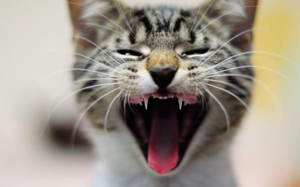 Roaring cat