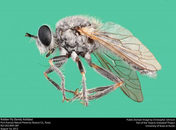 Robber Fly (family Asilidae)