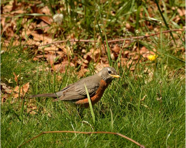 Robin