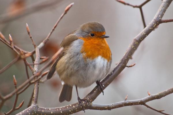 Robin in Winter