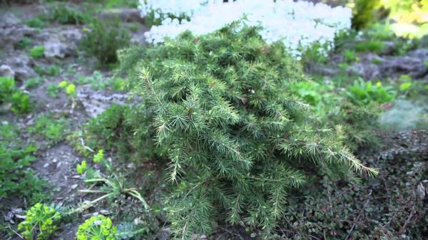 Rock and Vegetation