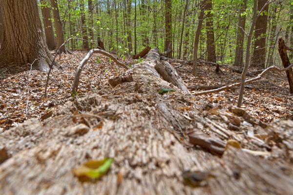 Rock Creek Park - HDR