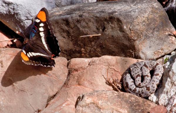 Rock Rattlesnake
