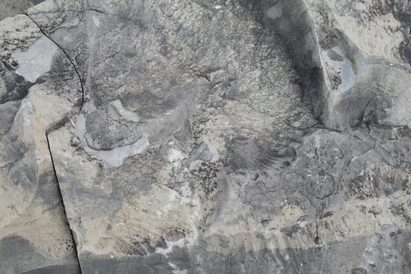 Rock Texture