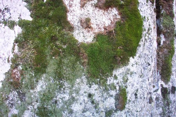 Rock texture