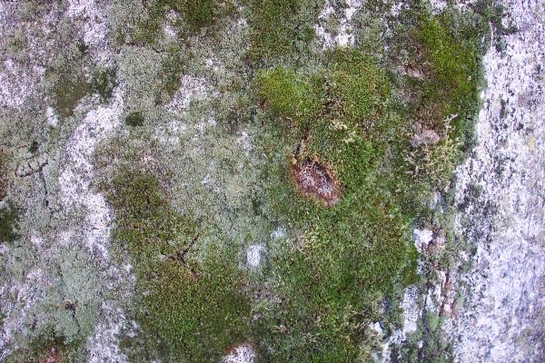 Rock texture