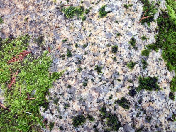 Rock with mossy growth