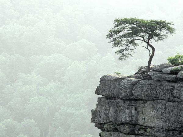 Rocks And Tree