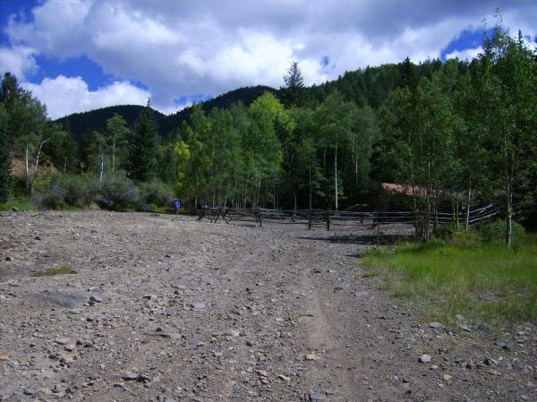 Rocky forest ground