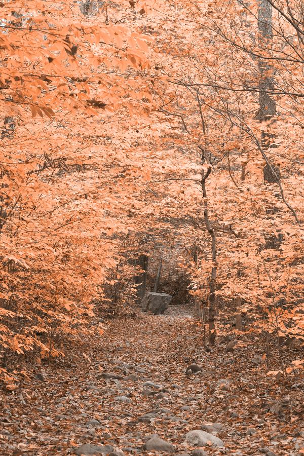 Rocky Salmon Forest Trail