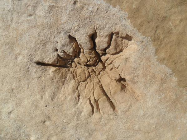 Rocky Texture