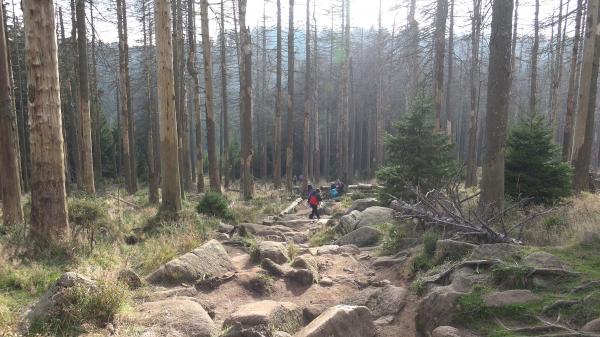 Rocky woodland